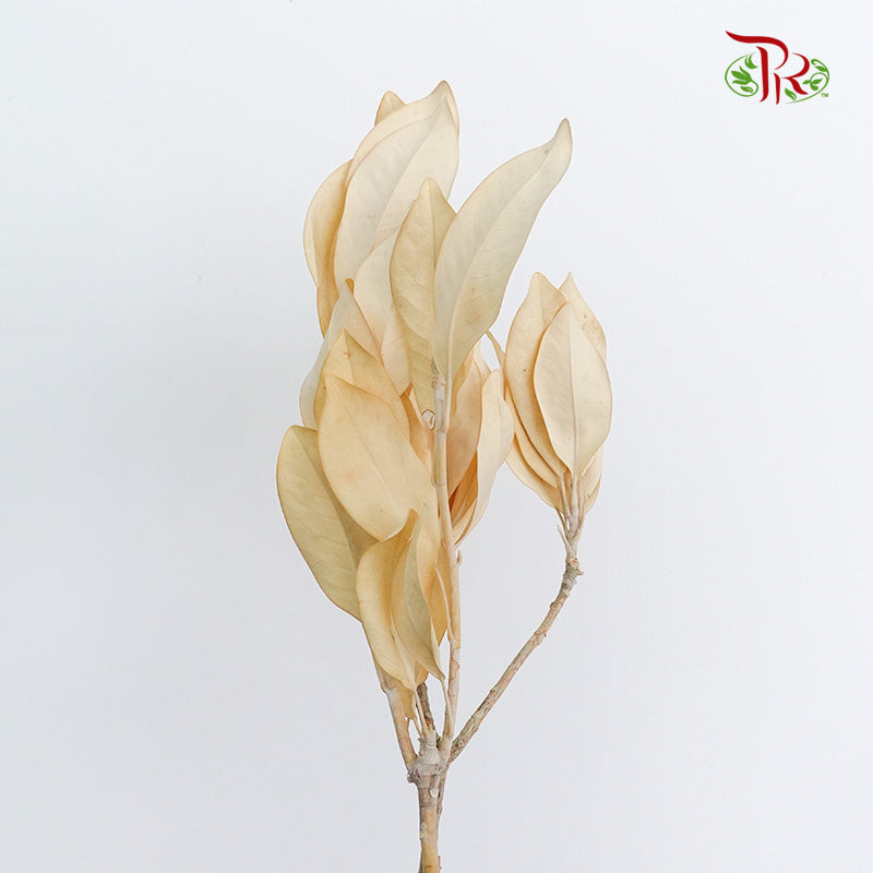 Preservative Magnolia - Pudu Ria Florist Southern
