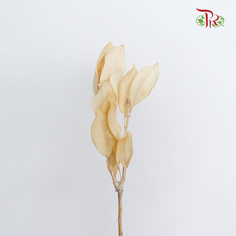 Preservative Magnolia - Pudu Ria Florist Southern