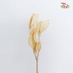 Preservative Magnolia - Pudu Ria Florist Southern