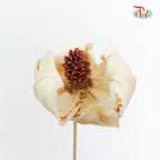 Preservative Palm Flower - White - Pudu Ria Florist Southern