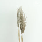 Preservative Plume Reed - Pudu Ria Florist Southern