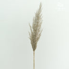 Preservative Plume Reed - Pudu Ria Florist Southern