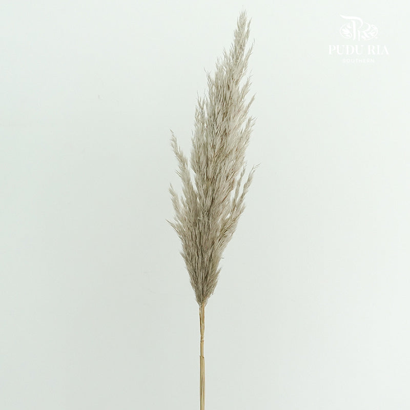 Preservative Plume Reed - Pudu Ria Florist Southern