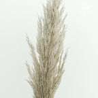 Preservative Plume Reed - Pudu Ria Florist Southern