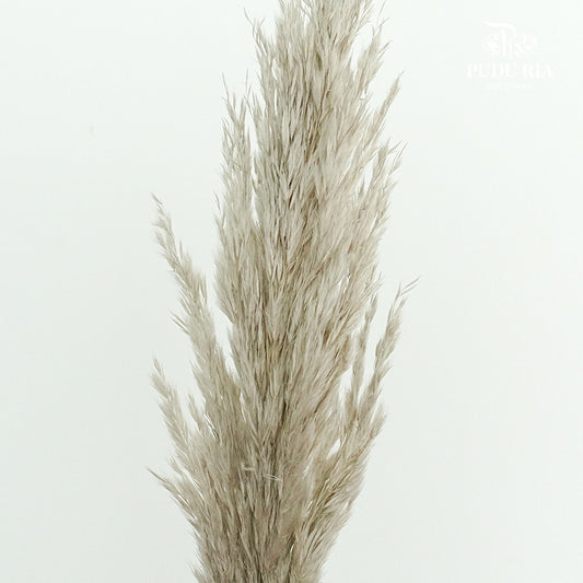Preservative Plume Reed - Pudu Ria Florist Southern