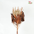 Preservative Protea Cynarodies - Pudu Ria Florist Southern