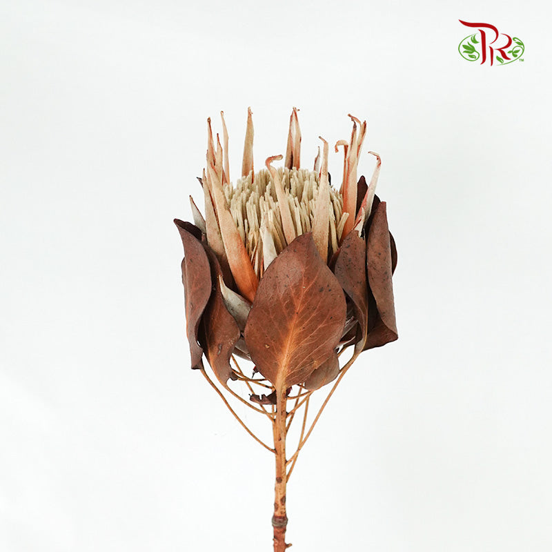 Preservative Protea Cynarodies - Pudu Ria Florist Southern