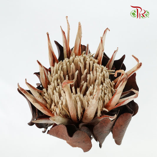 Preservative Protea Cynarodies - Pudu Ria Florist Southern