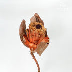 Preservative Protea Magnifica - Pudu Ria Florist Southern