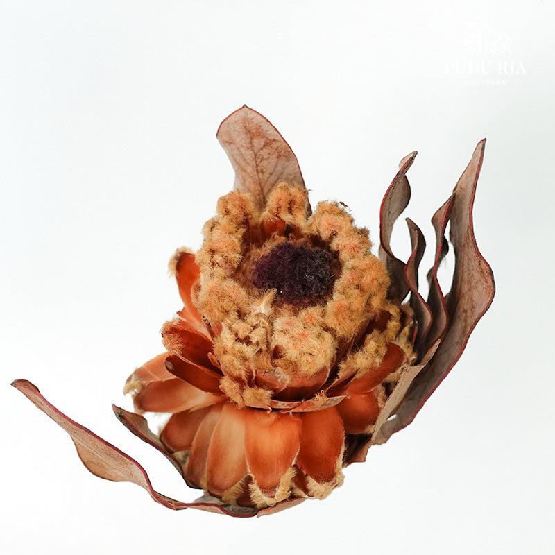 Preservative Protea Magnifica - Pudu Ria Florist Southern