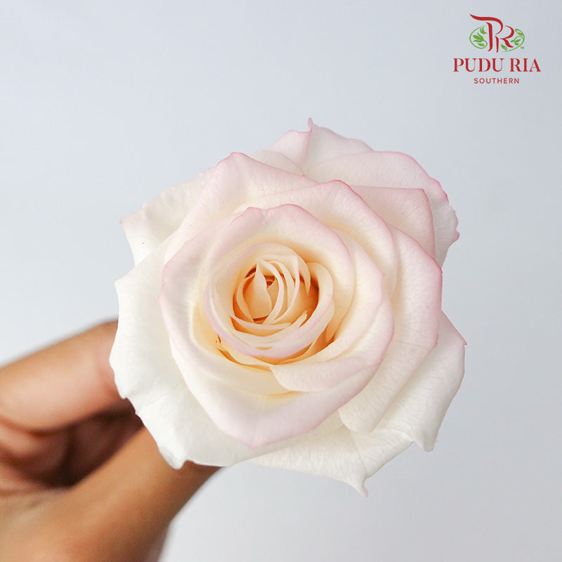 Preservative Rose Izumi Hanairo - Peach Pink - Pudu Ria Florist Southern