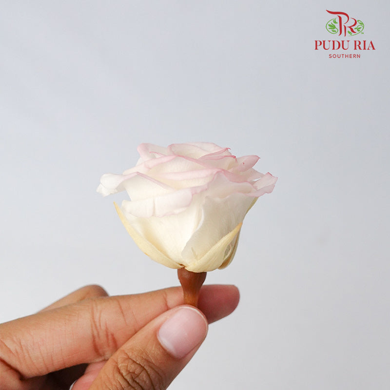 Preservative Rose Izumi Hanairo - Peach Pink - Pudu Ria Florist Southern