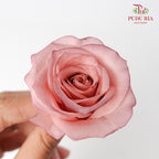 Preservative Rose Izumi Hanairo - Vintage - Pudu Ria Florist Southern