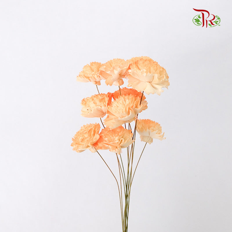 Preservative Sola Chiffon Carnation - Pudu Ria Florist Southern