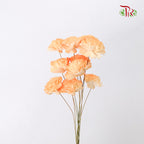 Preservative Sola Chiffon Carnation - Pudu Ria Florist Southern