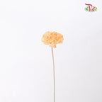 Preservative Sola Chiffon Carnation - Pudu Ria Florist Southern