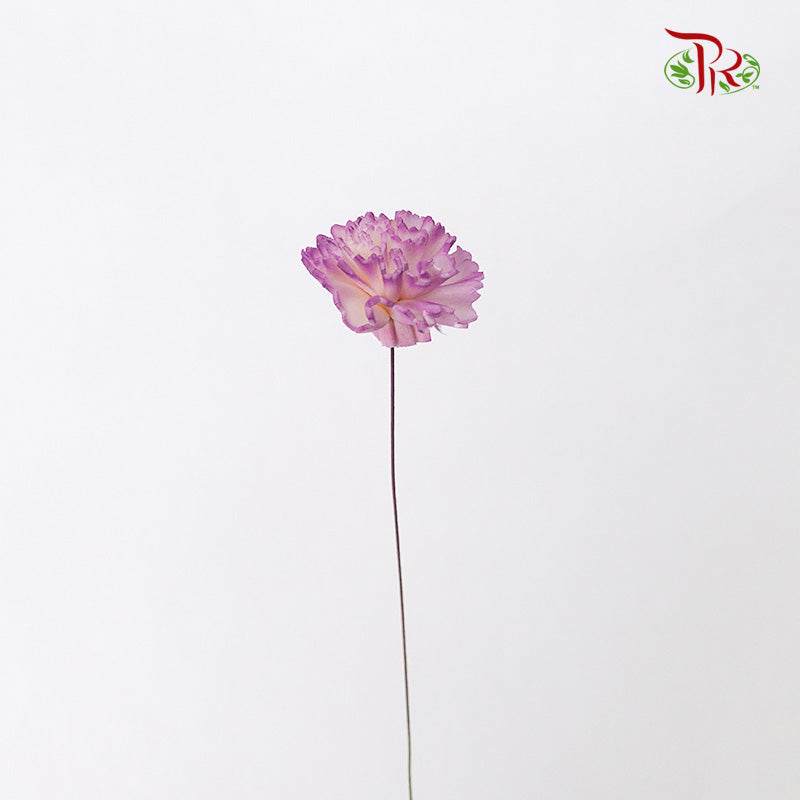 Preservative Sola Chiffon Carnation - Pudu Ria Florist Southern