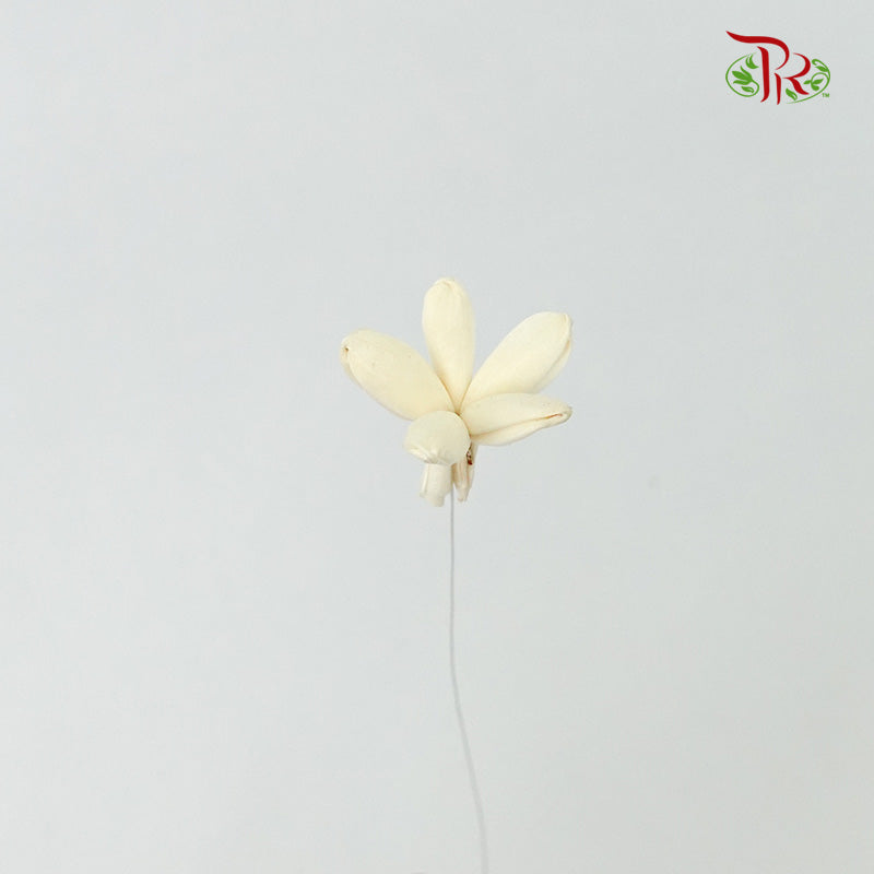 Preservative Sola Jasmine White - Pudu Ria Florist Southern