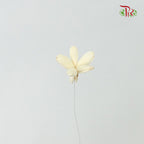 Preservative Sola Jasmine White - Pudu Ria Florist Southern