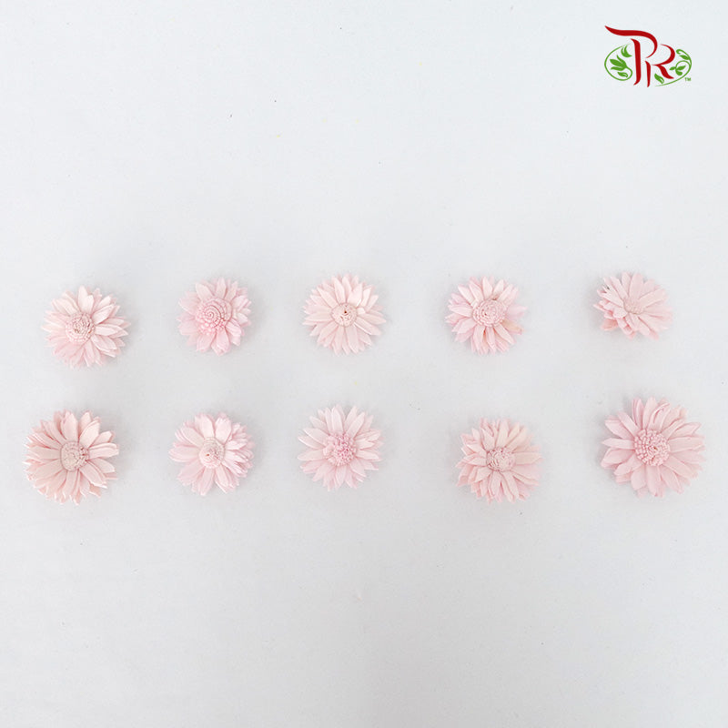 Preservative Sola Marguerite Head - Pudu Ria Florist Southern