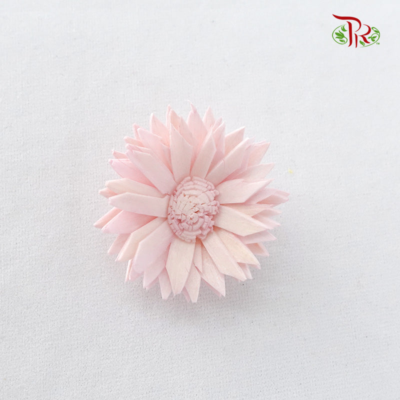 Preservative Sola Marguerite Head - Pudu Ria Florist Southern