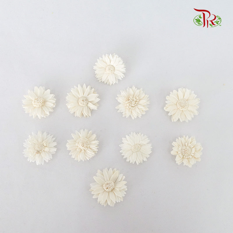 Preservative Sola Marguerite Head - Pudu Ria Florist Southern