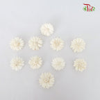 Preservative Sola Marguerite Head - Pudu Ria Florist Southern