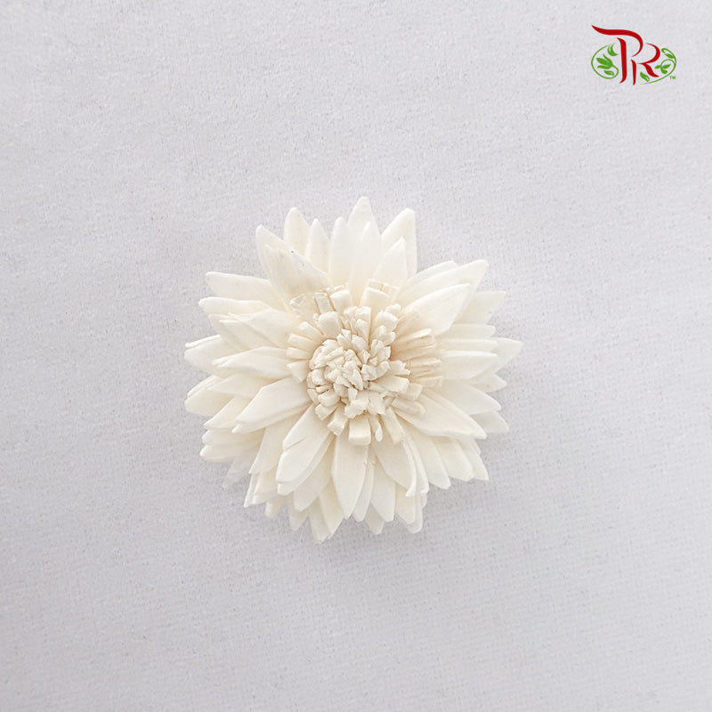 Preservative Sola Marguerite Head - Pudu Ria Florist Southern