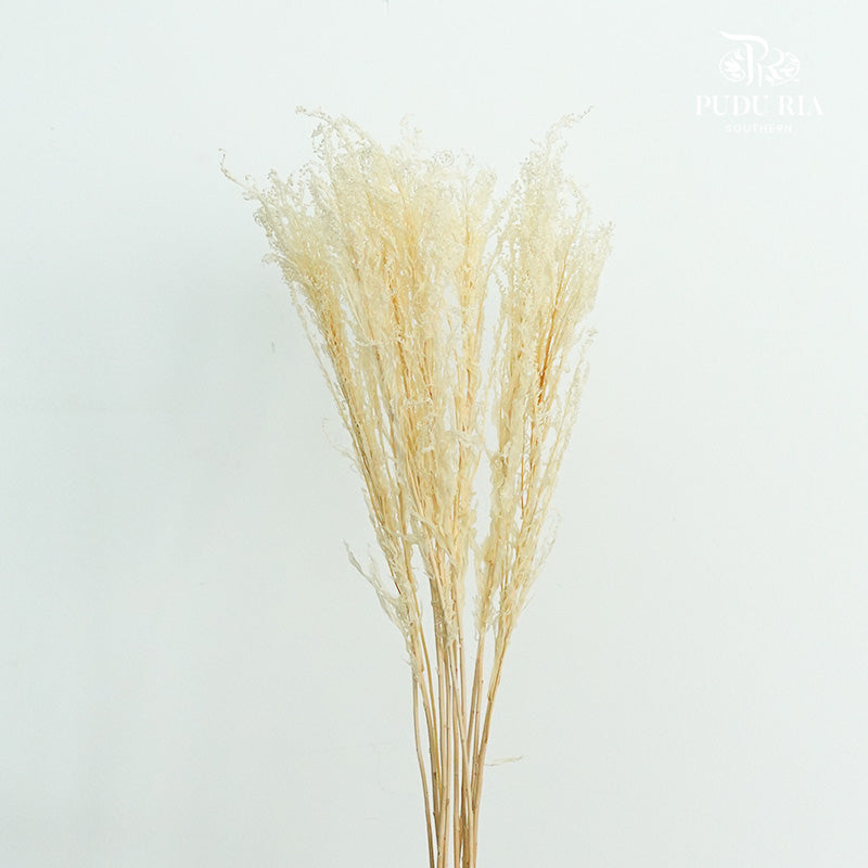 Preservative Solidago - Pudu Ria Florist Southern