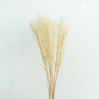Preservative Solidago - Pudu Ria Florist Southern