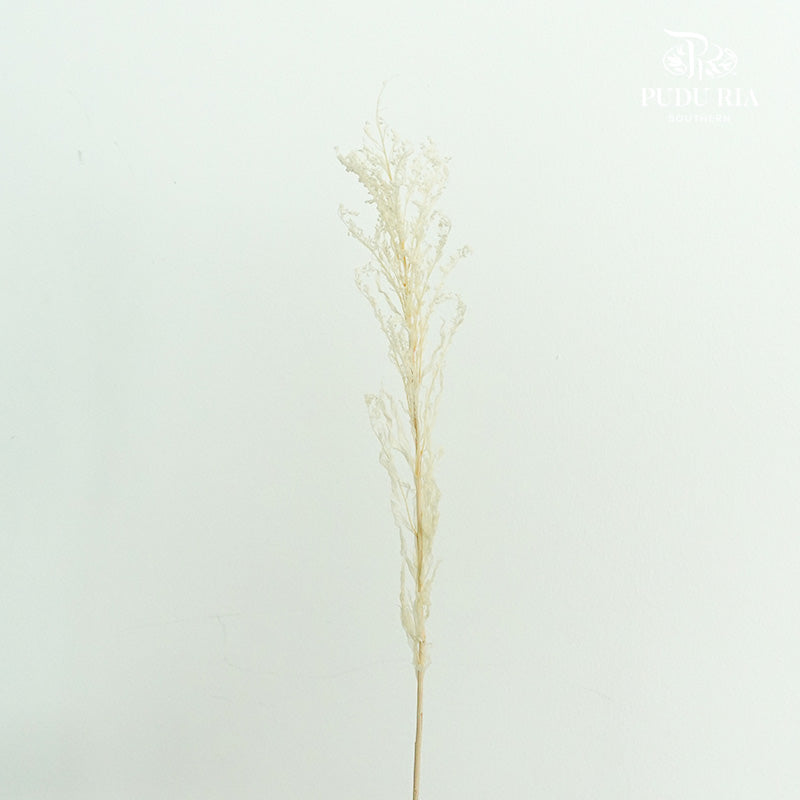 Preservative Solidago - Pudu Ria Florist Southern