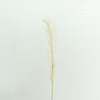 Preservative Solidago - Pudu Ria Florist Southern