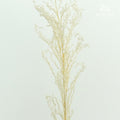 Preservative Solidago - Pudu Ria Florist Southern