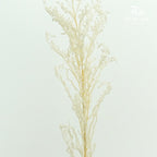 Preservative Solidago - Pudu Ria Florist Southern