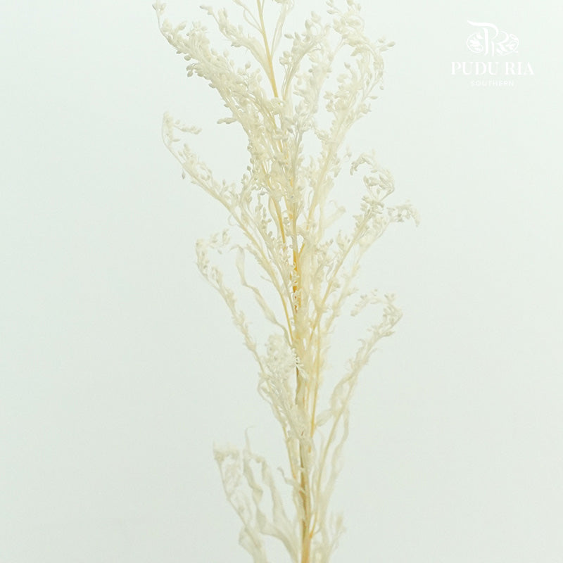 Preservative Solidago - Pudu Ria Florist Southern