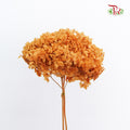Preservative Hydrangea - Coffe  / Per Stem - Pudu Ria Florist Southern