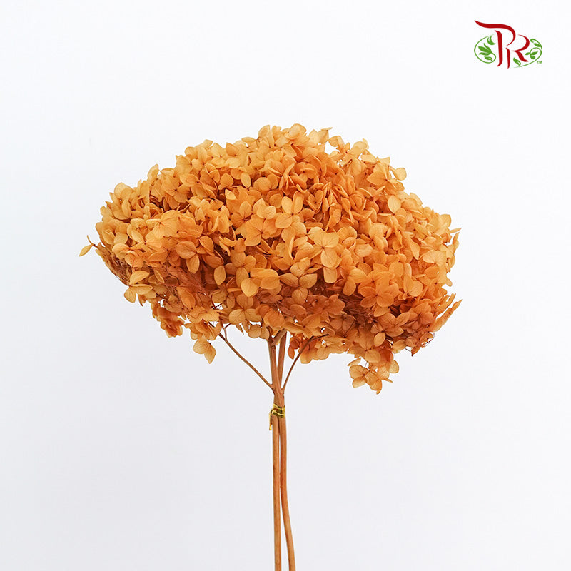 Preservative Hydrangea - Coffe  / Per Stem - Pudu Ria Florist Southern