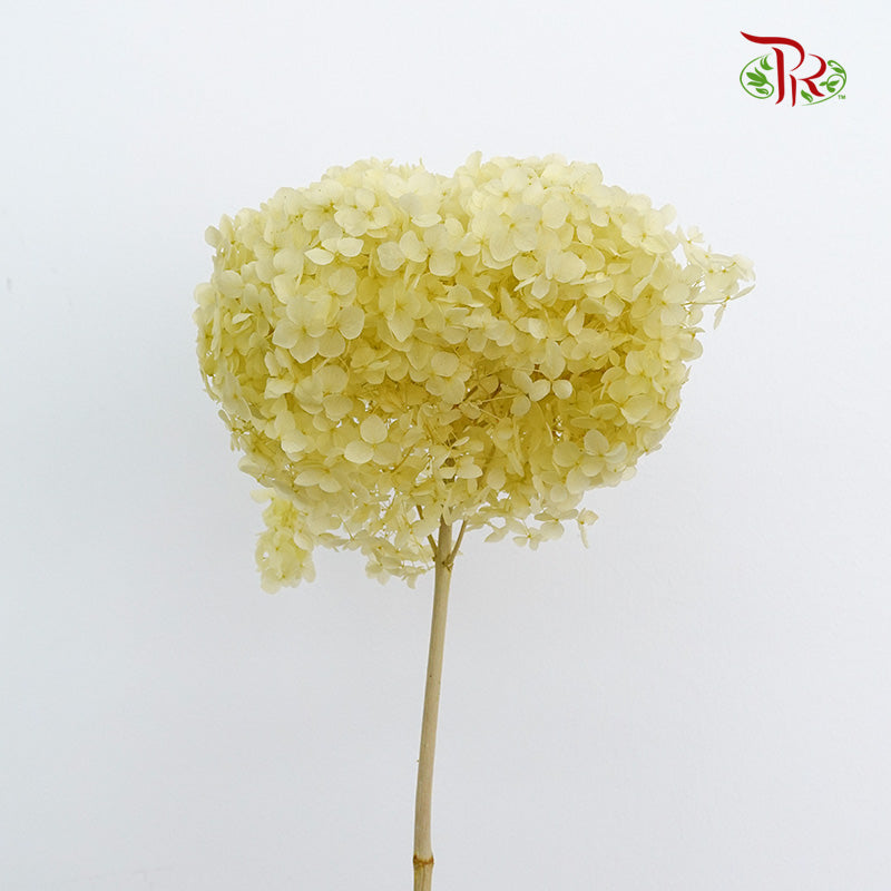 Preservative Hydrangea - Lime Green / Per Stem - Pudu Ria Florist Southern