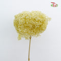 Preservative Hydrangea - Lime Green / Per Stem - Pudu Ria Florist Southern