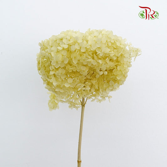 Preservative Hydrangea - Lime Green / Per Stem - Pudu Ria Florist Southern
