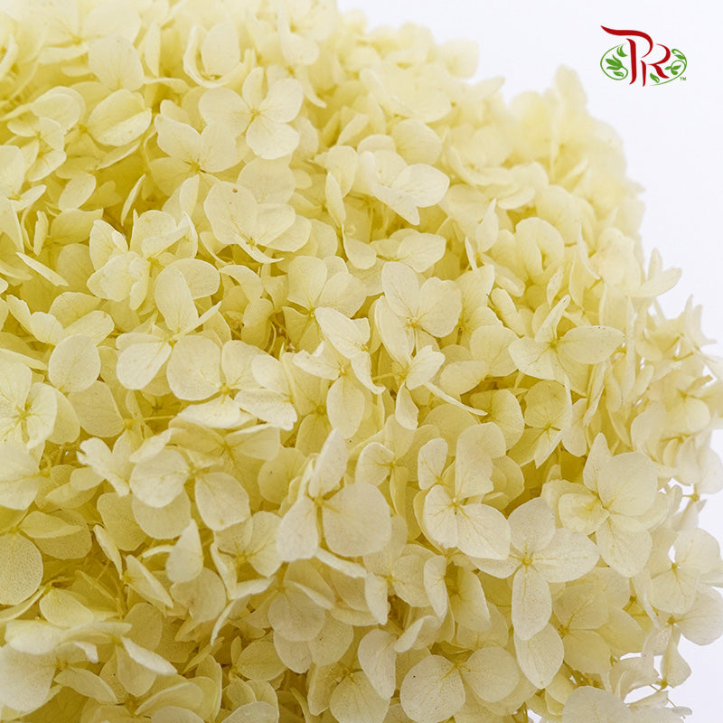 Preservative Hydrangea - Lime Green / Per Stem - Pudu Ria Florist Southern