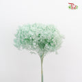 Preservative Hydrangea - Mint Green / Per Stem - Pudu Ria Florist Southern
