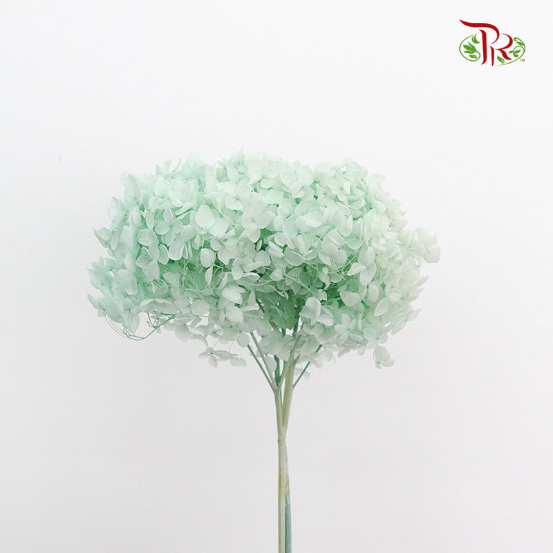 Preservative Hydrangea - Mint Green / Per Stem - Pudu Ria Florist Southern