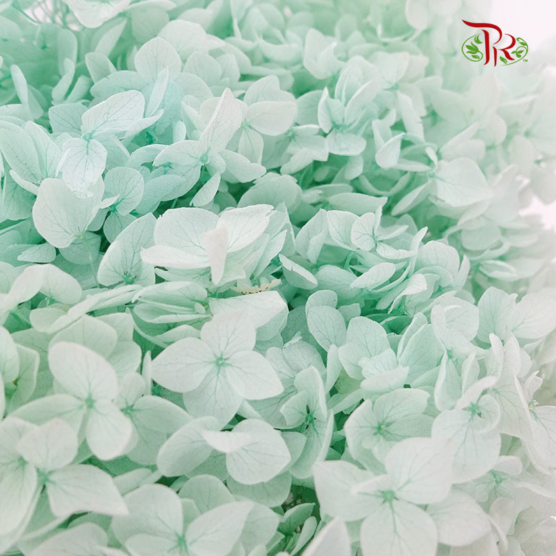 Preservative Hydrangea - Mint Green / Per Stem - Pudu Ria Florist Southern