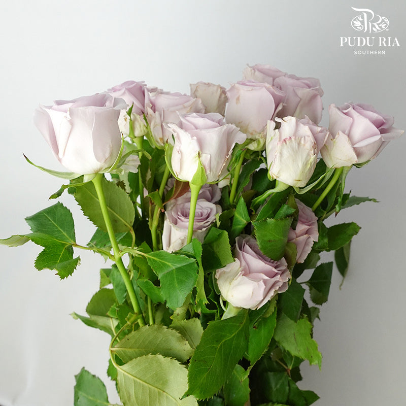 Rose Purple (19-20 Stems) - Pudu Ria Florist Southern