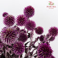 Dry Echinops - Purple - Pudu Ria Florist Southern