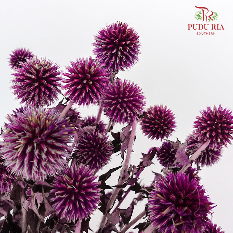 Dry Echinops - Purple - Pudu Ria Florist Southern
