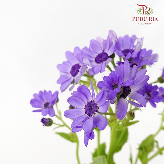 Pericallis Purple - Pudu Ria Florist Southern