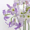 Leucocoryne Purple - Pudu Ria Florist Southern