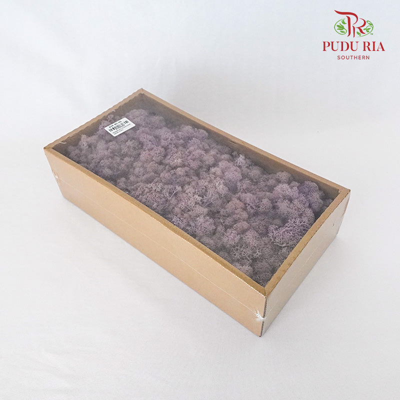Preservative Reindeer Moss - Purple - Pudu Ria Florist Southern